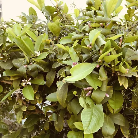 With Parking Space - 22290 * Vodice