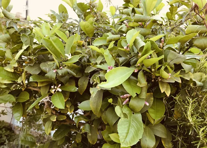 With Parking Space - 22290 * Vodice